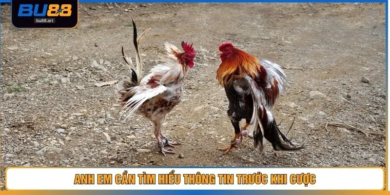 Trực Tiếp Đá Gà Đòn C1 – Trải Nghiệm Chân Thật Đến 99% 4 Anh em cần tìm hiểu thông tin trước khi cược