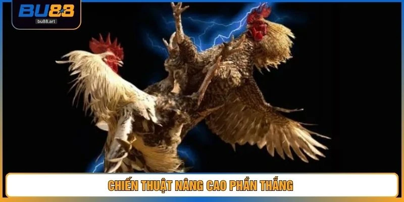Đá Gà BU88 3 Chiến thuật nâng cao phần thắng