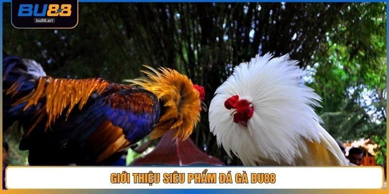 Đá Gà BU88 1 Giới thiệu siêu phẩm đá gà BU88