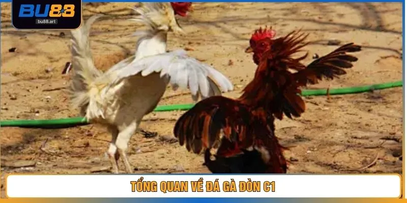 Trực Tiếp Đá Gà Đòn C1 – Trải Nghiệm Chân Thật Đến 99% 2 Tổng quan về đá gà đòn C1