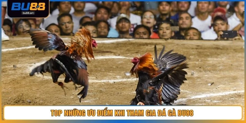 Đá Gà BU88 2 Top những ưu điểm khi tham gia đá gà BU88
