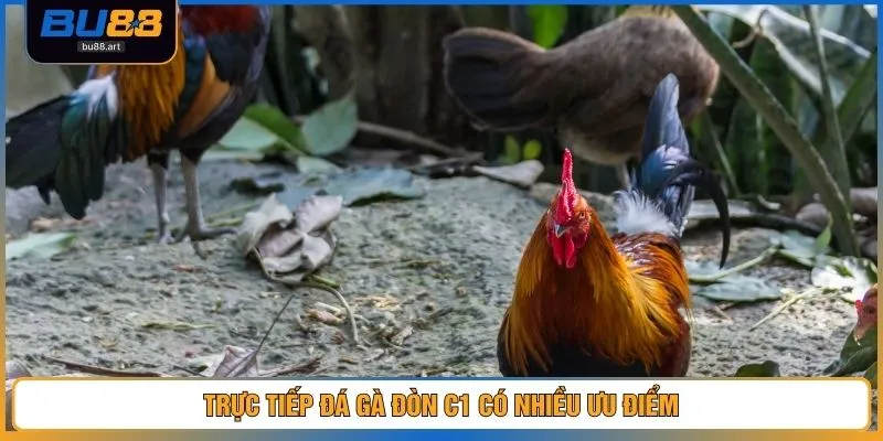 Trực Tiếp Đá Gà Đòn C1 – Trải Nghiệm Chân Thật Đến 99% 3 Trực tiếp đá gà đòn C1 có nhiều ưu điểm